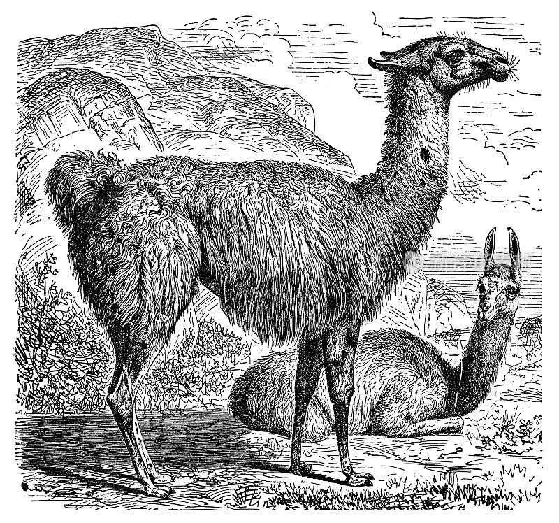 美洲驼(Lama glama) - 19世纪